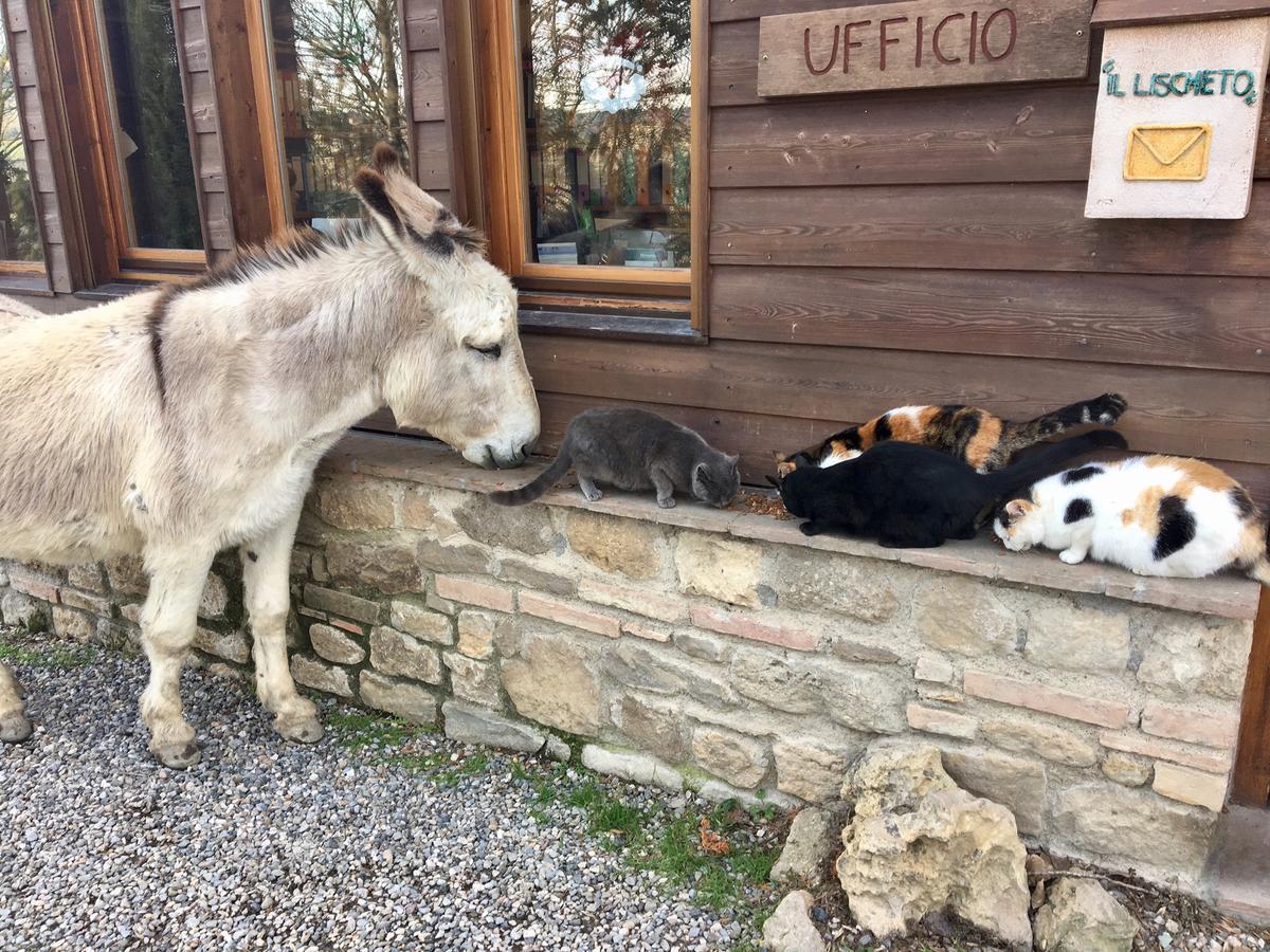 Agriturismo Fattoria Lischeto ヴォルテッラ エクステリア 写真